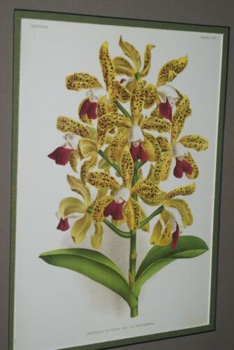 Lindenia Limited Edition Print: Cattleya Guttata Lindl Var Leopardina (Yellow and Magenta) Orchid Collector Art (B1)