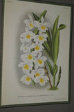 Lindenia Limited Edition Print: Dendrobium Galliceanum (White and Yellow) Orchid Collector Art (B2)