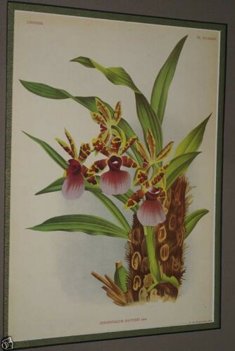 Lindenia Limited Edition Print: Zygopetalum Gautieri (Magenta and Yellow) Orchid Collector Art (B2)