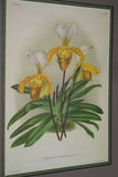 2 Lindenia Limited Edition Prints: Paphiopedilum, Cypripedium x Gertrude Hollington Hort Var Illustre Hort and Borch Graveanum L. Lind, Lady Slipper Orchid Art (B5)