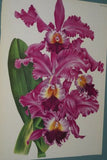 Lindenia Limited Edition Print: Cattleya Mossiae Var Bousiesiana (Pink with Yellow Center)  Orchid Collector Art (B2)