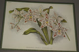 Lindenia Limited Edition Print: Odontoglossum Crispum Var Memoria Bulli (White, Red and Yellow) Orchid Collector Art (B5)