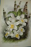 Lindenia Limited Edition Print: Chysis Bractescens (White with Yellow Center) Orchid Collector Art (B3)