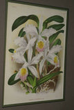 Lindenia Limited Edition Print: Cattleya Mossiae Var Bousiesiana (Pink with Yellow Center)  Orchid Collector Art (B2)