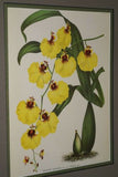 Lindenia Limited Edition Print: Oncidium Marshallianum (Yellow with Speckled Sienna) Orchid Collector Art (B2)