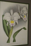 Lindenia Limited Edition Print: Laeliocattleya x Cheremeteffiae L Lind (White with Magenta)  Orchid Collector Art (B4)