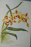 Lindenia Limited Edition Print: Odontoglossum Crispum Var Memoria Bulli (White, Red and Yellow) Orchid Collector Art (B5)