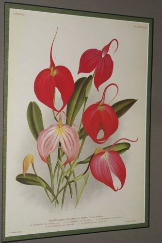 Lindenia Limited Edition Print: Masdevallia Harryana (Fushia/Red) Orchid, AOS, Art (B3)