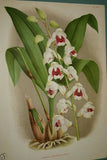 Lindenia Limited edition Print: Phaius Tuberculosus (White and Cinnamon) Orchid Botanical Art (B3)