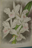 Lindenia Limited Edition Print: Laelia Autumnalis Lindl Var Alba Hort Orchid Collector Art (B4)