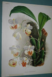 Lindenia Limited Edition Print: Warrea Lindeniana (White and Magenta) Orchid Collector Art (B2)
