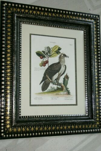 RARE 1772 ANTIQUE AUTHENTIC H.C FOLIO LITHOGRAPH ON FINE LAID CHAIN LINK PAPER JOHANN MICHAEL SELIGMANN GEORGE EDWARDS CATESBY H.C FOLIO VULTUR BARBATUS, LE VAUTOUR BARBU CUSTOM OVER 250 YEARS OLD FRAMED WITH MULTIPLE MATS  IN HANDPAINTED SIGNED FRAME