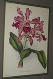 Lindenia Limited Edition Print: Cattleya Gaskelliana Lindl Var Amabilis L. Lind (White with Yellow Center) Orchid Collector Art  (B5)