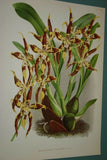 Lindenia Limited Edition Print: Odontoglossum x Soleil De Muysen L. Lind (White, Sienna and Yellow) Orchid Collector Art (B5)