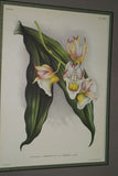 Lindenia Limited Edition Print: Catasetum x Splendens Var Grignani (Yellow, White and Magenta) Orchid Collector Art (B4)