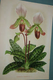 Lindenia Limited Edition Print: Paphiopedilum, Cypripedium Insigne Wallich Var Cinnamomeum, Lady Slipper (Yellow and White) Orchid Collector Art (B5)