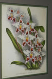3 Lindenia Limited Edition Prints: Odontoglossum Crispum Orchids Collectible Art (B4)