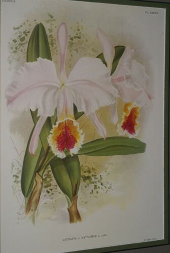 Lindenia Limited Edition Print: Cattleya x Mathiniae L Lind (White with Red and Yellow Center) Orchid Collector Art (B4)