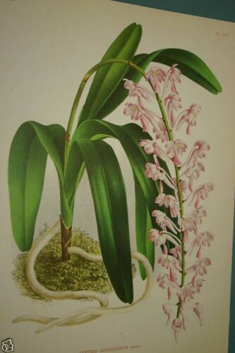 Lindenia Limited Edition Print: Aerides Augustianum (Pink) Orchid Collector  Art (B2)