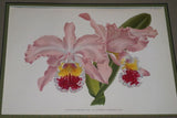 Lindenia  Limited Edition Print: Cattleya Mossiae Hook Var Linden's Champion Hort (Pink with Magenta and Yellow Center)  Orchid Collector Art (B4)