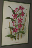 Lindenia Limited Edition Print: Dendrobium Phalaenopsis Fitzgerald Var Lindeniae (White and Mauve) Orchid  Collectible Art (B5)