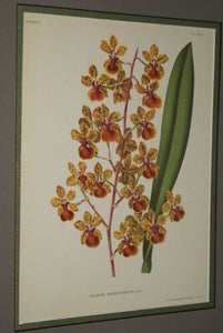 Lindenia Limited Edition Print: Oncidium Haematochilum Lind (Yellow and Sienna) Orchid Collector Art (B5)