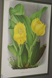 Lindenia Limited Edition Print: Anguloa Ruckeri Var Media (Yellow and Red) Orchid Collector Art (B1)