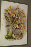 Lindenia Limited Edition Print: Cymbidium Parishi (White) Orchid Collector Art (B5)