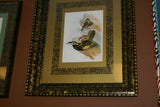 25,5"X 20,5” 1948 GOULD  TOUCANET  BIRD FOLIO LITHOGRAPH FRAMED IN SIGNED DETAILED ARTIST HAND PAINTED FRAME AND 2 MATS TO ENHANCE THE ART WITHIN GORGEOUS DFPN88 DESIGNER WALL ART DÉCOR