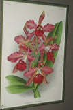 Lindenia Collectible Print Limited Edition: Galeandra Batemani, (Bicolor Yellow and Purple) Orchid Wall Art (B5)