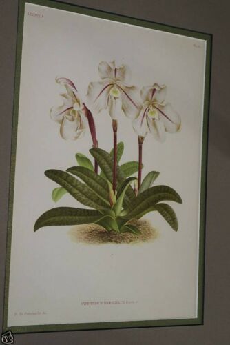 Lindenia Limited Edition Print: Paphiopedilum, Cypripedium Microchilum, Lady Slipper (White) Orchid Collector Art (B1)