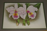 Lindenia  Limited Edition Print: Cattleya Gigas Var Meulenaereana (White with Pink and Yellow Center) Orchid Collector Art (B5)