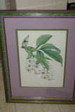 Lindenia Limited Edition Print: Habenaria Susannae (White) Orchid Collector Art (B4)