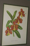 Lindenia Limited Edition Print: Vanda Parishi Rchb (Yellow, Orange and Magenta) Orchid Collectible Art Design