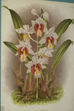 Lindenia Limited Edition Print: Trichopilia Suavis (White with Speckled Magenta) Orchid Collector Art (B3)