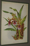 Lindenia Limited Edition Print: Aerides Odoratum Var Demidoff Orchid (White and Magenta) Collectible (B1)