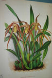 Lindenia Limited Edition Print: Maxillaria Longisepala (Yellow and Sienna) Orchid Collectible (B2)