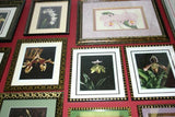 Lindenia Limited Edition Print: Catasetum Splendens Var Atropurpureum (Red and Yellow) Orchid Collector Art (B3)