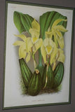 Lindenia Limited Edition Print: Lycaste Deppei Var Praestans (Yellow and Sienna) Orchid Art Collectible (B4)