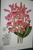 Lindenia Limited Edition Print: Cattleya Mossiae Var Bousiesiana (Pink with Yellow Center)  Orchid Collector Art (B2)