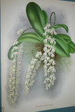 Lindenia Limited Edition Print: Angraecum Lithrostachys Senedi (White) Orchid Collector Art (B1)