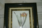 REDOUTE CYRTANTHUS KNYSNA LILY HAND PAINTED SIGNED FRAME 4x MATS FLOWER PRINT