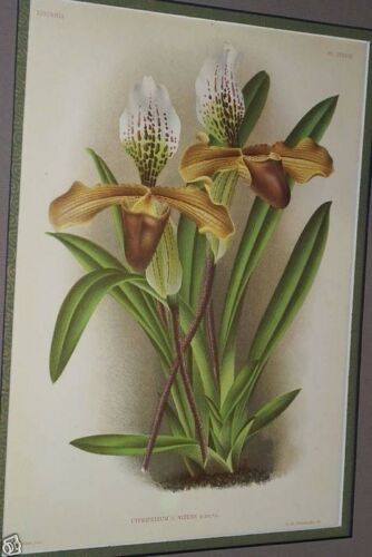 Lindenia Limited Edition Print: Paphiopedilum, Cypripedium x Nitens, Lady Slipper (Sienna and White) Orchid Collector Art (B2)