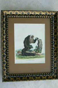 Authentic extremely rare 1775 H.C. hand-colored copperplate engraving of Simia Pithecia from “Fantastic Beasts” by Johann Schreber, custom framed in frame with intricate hand painted motif and high quality silk mat