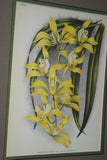 Lindenia Limited Edition Print: Catasetum Imschootianum (Yellow) Orchid Collector Art (B3)