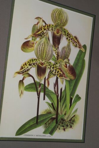 Lindenia Limited Edition Print: Paphiopedilum, Cypripedium x Bruxellense, Lady Slipper (Sienna and Yellow) Orchid Collector Art (B5)
