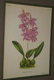 Lindenia Limited Edition Print: Laelia Praestans Orchid (White and Purple) Collectible Designer Art (B5)