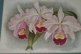 Lindenia Limited Edition Print: Cattleya Trianae Var Mme Martin-Cahuzac Orchid (White and Magenta) Art (B2)