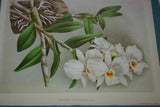 Lindenia Limited Edition Print: Dendrobium Leucolophotum (White) Orchid Collectible Art (B2)