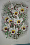 Lindenia Limited Edition Print: Dendrobium Taurinum (White and Magenta) Orchid Collector Art (B4)